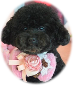 �~���q���C���X�g